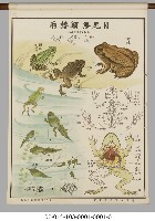 動物分類掛圖藏品圖，第17張