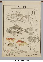 動物分類掛圖藏品圖，第18張