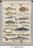 動物分類掛圖藏品圖，第19張