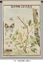 動物分類掛圖藏品圖，第20張