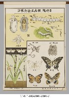 動物分類掛圖藏品圖，第21張