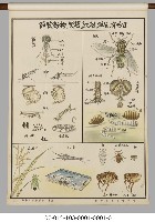 動物分類掛圖藏品圖，第22張