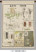動物分類掛圖藏品圖，第23張