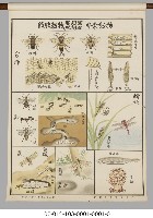 動物分類掛圖藏品圖，第24張