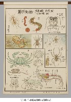 動物分類掛圖藏品圖，第25張