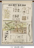 動物分類掛圖藏品圖，第28張