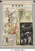 動物分類掛圖藏品圖，第29張
