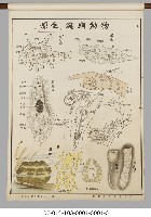 動物分類掛圖藏品圖，第30張