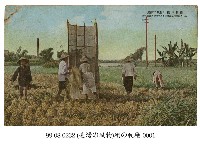稻穫藏品圖，第1張