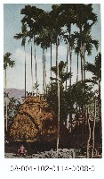 臺灣風物明信片藏品圖，第1張