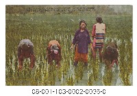 臺灣 蕃人の水田耕作（臺灣原住民的水耕稻作）藏品圖，第1張