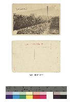 日治時期明信片-臺中 甘蔗の輸送 甘い思ひ藏品圖，第1張