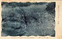 【草山溫泉】-明信片（草山の桃）藏品圖，第1張
