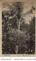 小笠原群島的椰子樹藏品圖，第1張