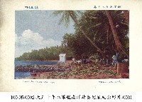 土魯克群島上椰子採收情景藏品圖，第1張