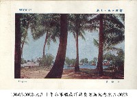 土魯克群島沿岸的紅樹林藏品圖，第1張