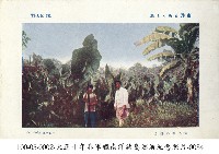 土魯克群島種植的香蕉藏品圖，第1張