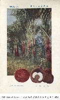 土魯克群島的象牙椰子藏品圖，第1張