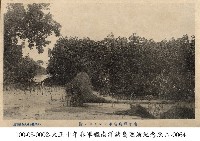 南洋群島知名樹木藏品圖，第1張