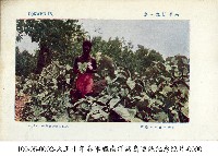 南洋島嶼繁茂的植物藏品圖，第1張