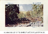 南洋島嶼上紅樹林藏品圖，第1張