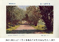 南洋島嶼上金龜樹樹木群藏品圖，第1張