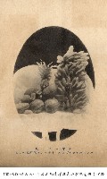 帛琉水果藏品圖，第1張