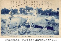 放牧水牛的孩童藏品圖，第1張