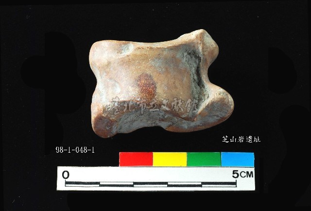 芝山岩文化獸距骨藏品圖，第1張