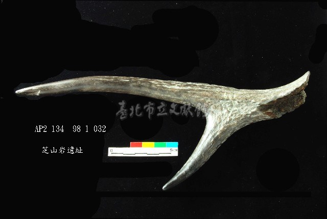 芝山岩文化鹿角藏品圖，第1張