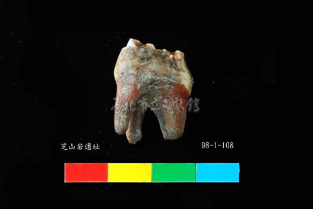 芝山岩文化鹿牙藏品圖，第5張