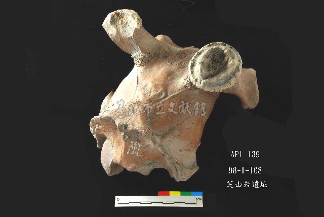 芝山岩文化鹿頭藏品圖，第7張