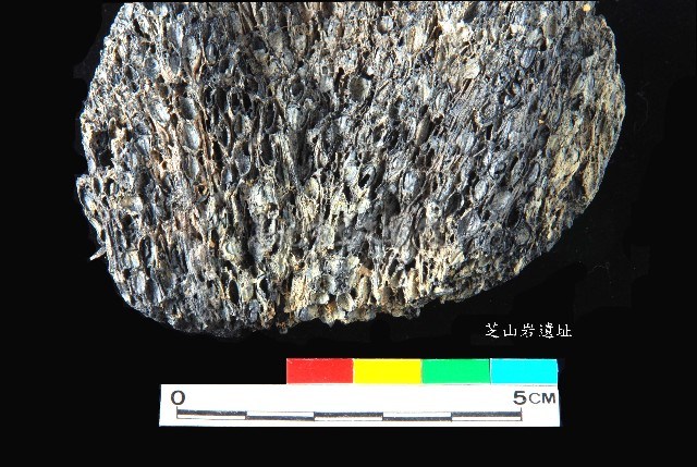 芝山岩文化帶穗稻穀糰塊藏品圖，第2張