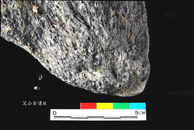 芝山岩文化帶穗稻穀糰塊藏品圖，第19張