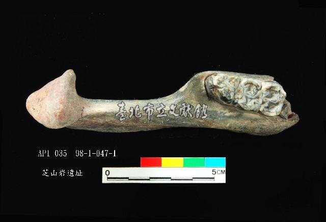 芝山岩文化豬下顎藏品圖，第3張