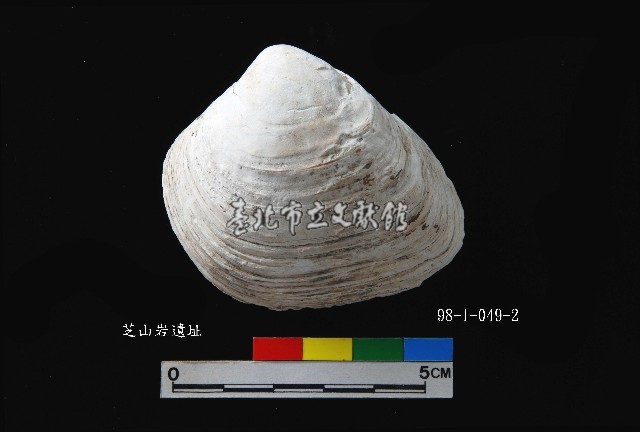芝山岩文化大蜆藏品圖，第3張