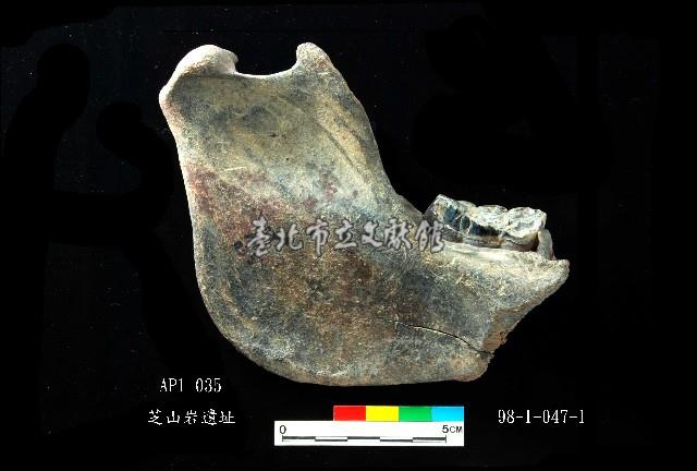 芝山岩文化豬下顎藏品圖，第1張