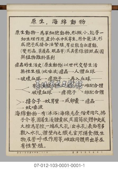 動物分類掛圖表解藏品圖，第30張