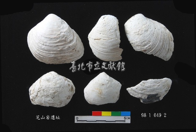芝山岩文化大蜆藏品圖，第1張