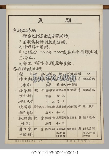 動物分類掛圖表解藏品圖，第19張