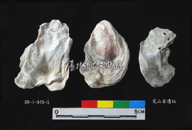 松山層真牡蠣藏品圖，第1張