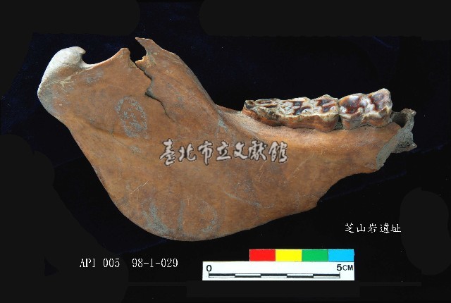 芝山岩文化豬下顎藏品圖，第4張