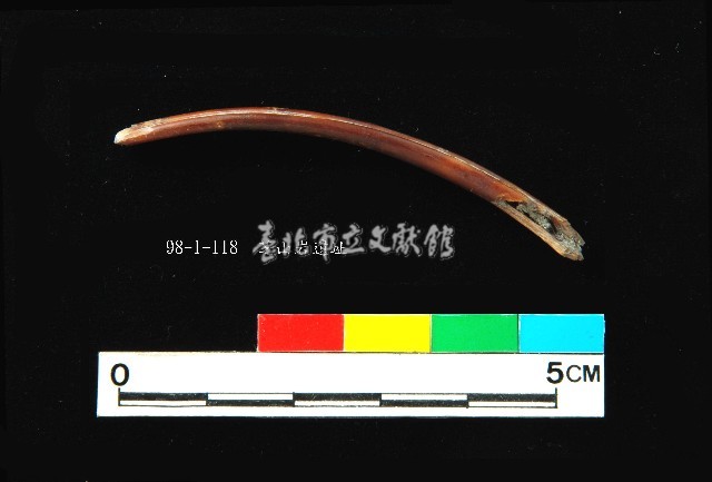 芝山岩文化獸肋骨藏品圖，第4張