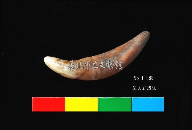 芝山岩文化貓或狗牙藏品圖，第4張