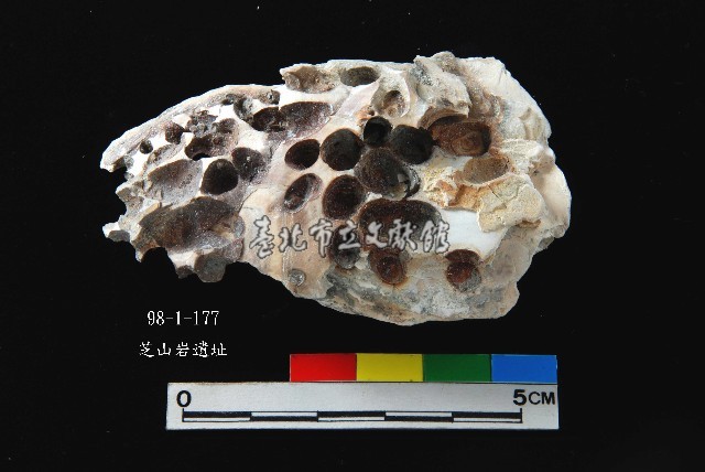 松山層真牡蠣藏品圖，第4張