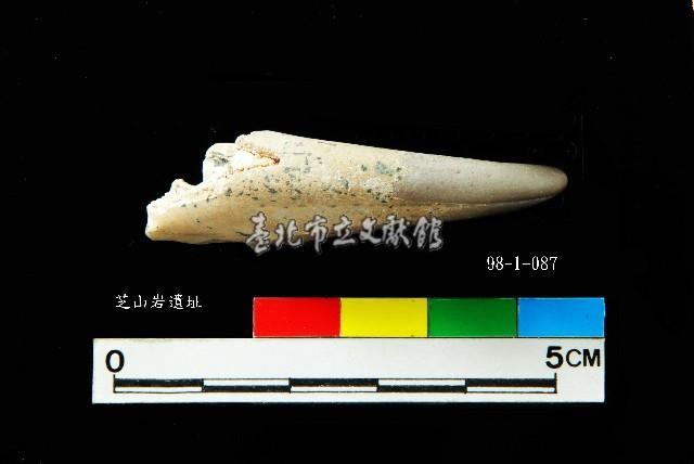 芝山岩文化蟹鉗藏品圖，第4張