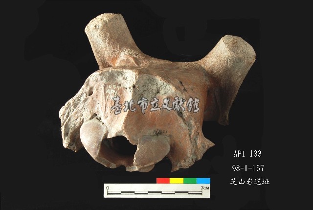 芝山岩文化鹿頭藏品圖，第4張