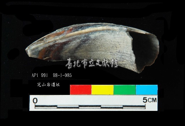 芝山岩文化豬犬齒藏品圖，第4張