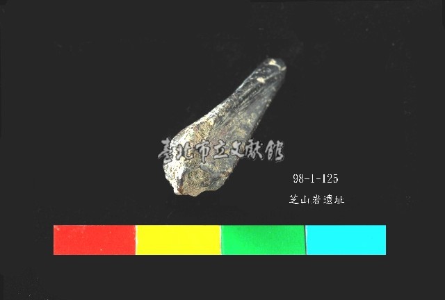 芝山岩文化魚骨藏品圖，第4張