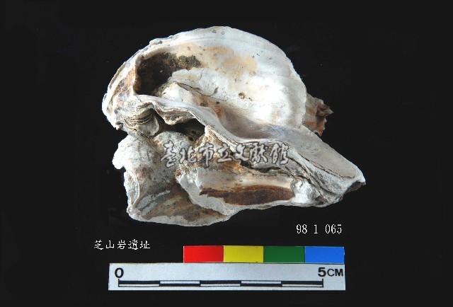 松山層真牡蠣藏品圖，第4張